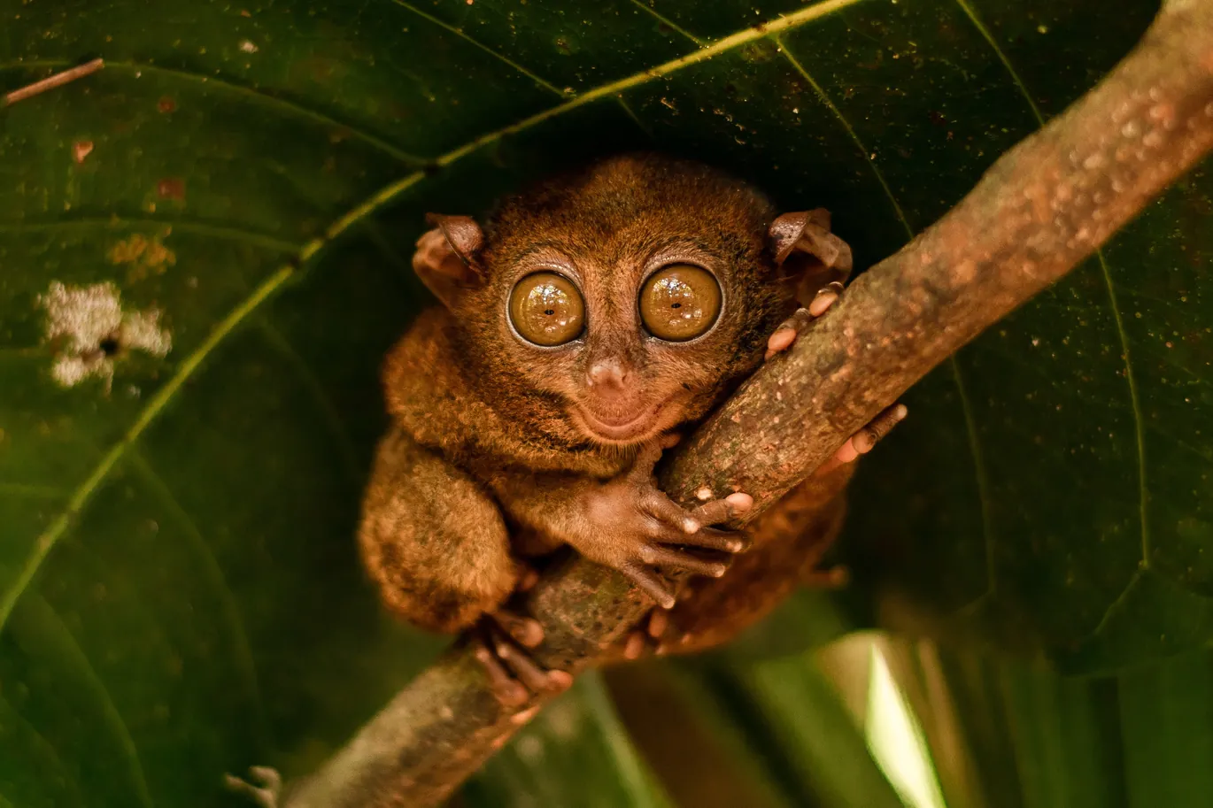 Explorer Tarsius: Afternoon Eco Tour