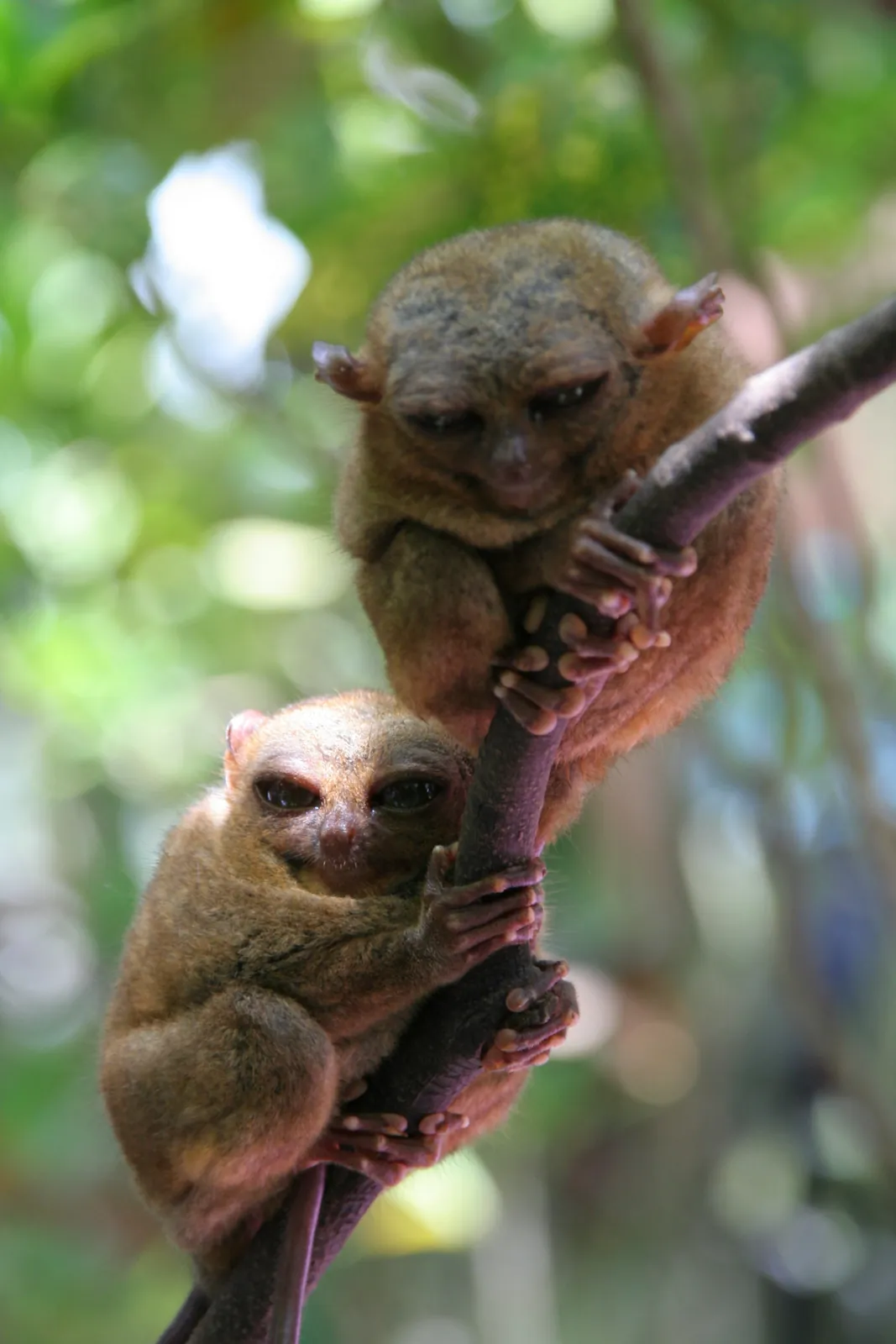 Explorer Tarsius: Afternoon Eco Tour 2